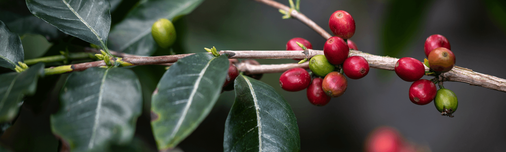  Historia del café   Detrás de cada momento Delta Q, hay una larga historia… 