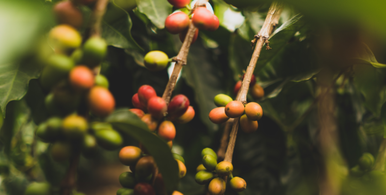 Del café verde a la cápsula