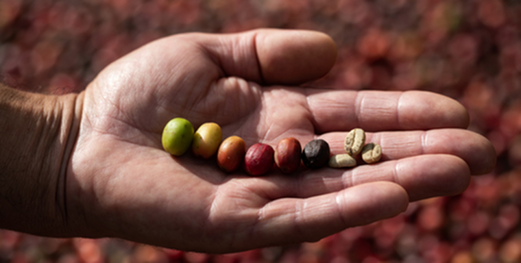 Proceso del tostado del café : Aroma